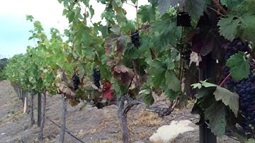 Thinning Grapes at Veraison