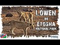 Löwen im Etosha Nationalpark - Safari am Abend - Namibia Reise #19