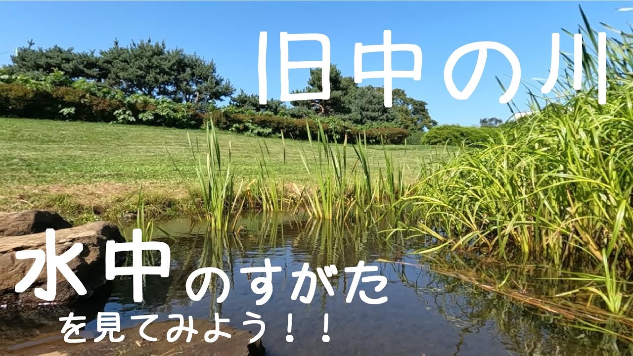 川の中 第二十一回 水中のすがたを見てみよう！！【旧中の川】 - YouTube