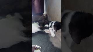 kitty Play #pets #shortvideo