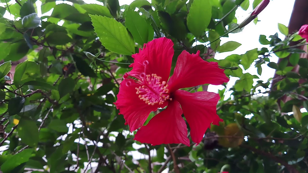 Red Hibiscus Flower Birds chirping YouTube