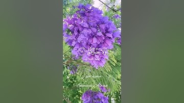 سورة الأنبياء الآية(66)||قَالَ أَفَتَعْبُدُونَ مِن دُونِ اللَّهِ||القارئ إسلام صبحي #قرآن