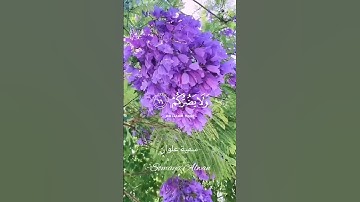 سورة الأنبياء الآية(66)||قَالَ أَفَتَعْبُدُونَ مِن دُونِ اللَّهِ||القارئ إسلام صبحي #قرآن