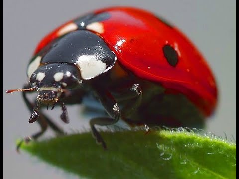 Vidéo: Différence Entre Coccinelle Et Scarabée Asiatique