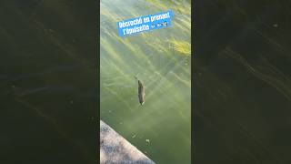 Décroché en prenant l’épuisette #pêche #fishing #brochet #carnassier #fyp