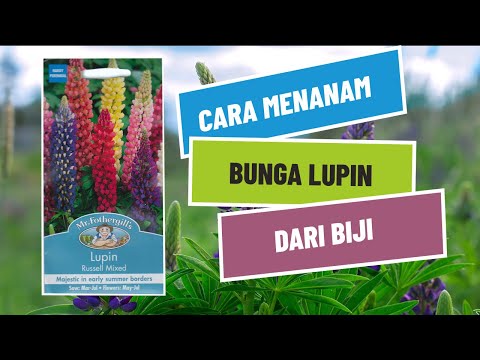 Video: Bunga Lupin: Tips Menanam Lupin