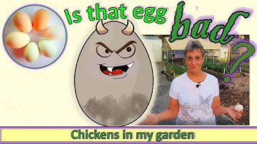 Is that egg bad? How to tell (spoiler - it