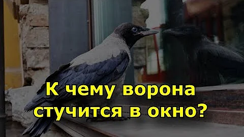 К чему ворона стучится в окно?