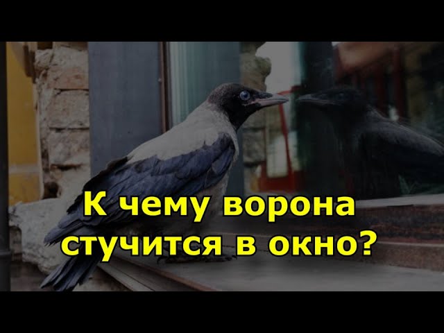 К чему ворона стучится в окно?