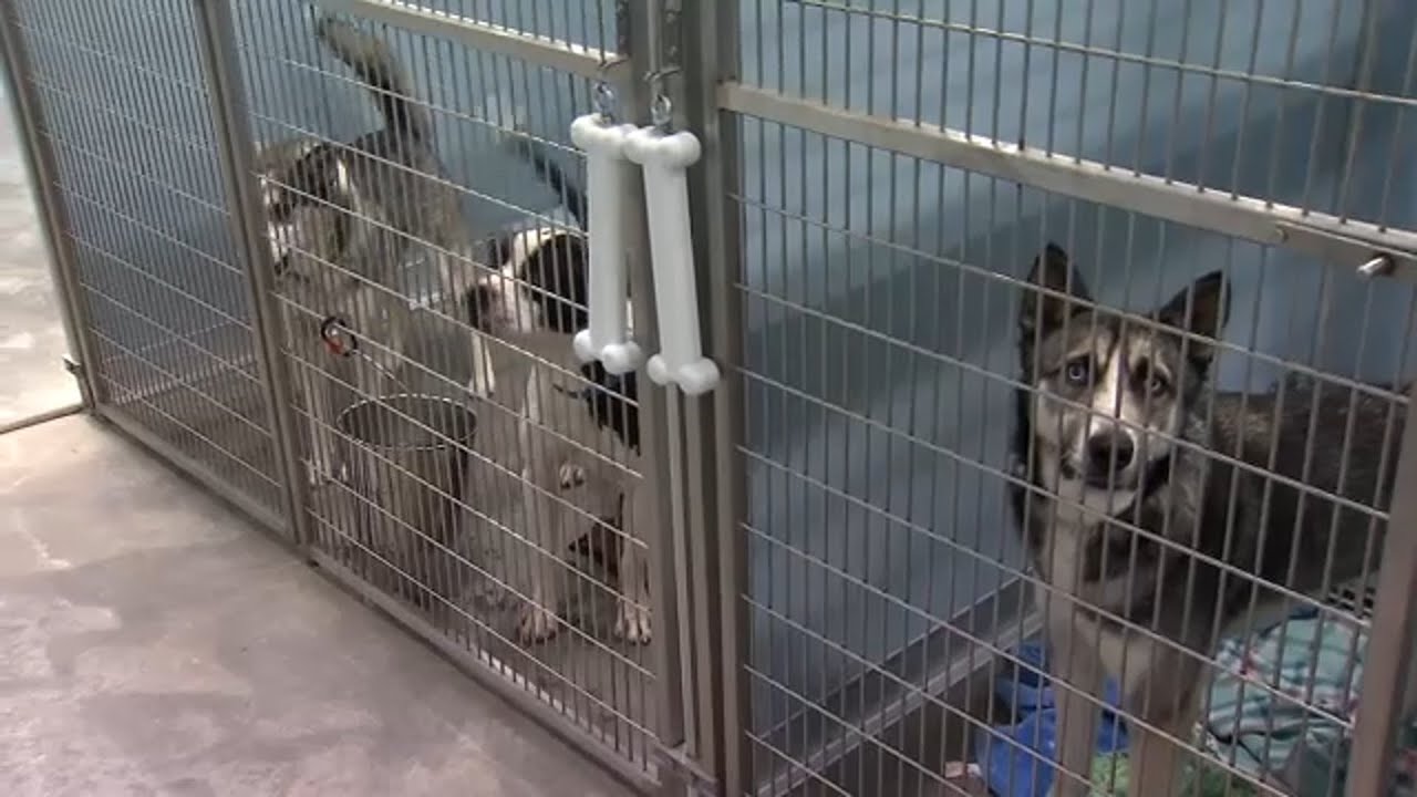Fresno Humane says it's in crisis mode