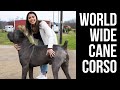 AMAZING CANE CORSO BREEDER! Visiting Worldwide Cane Corso.