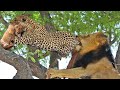 It's brutal !!! Angry lion kills leopards to save cubs - Leopards vs lions