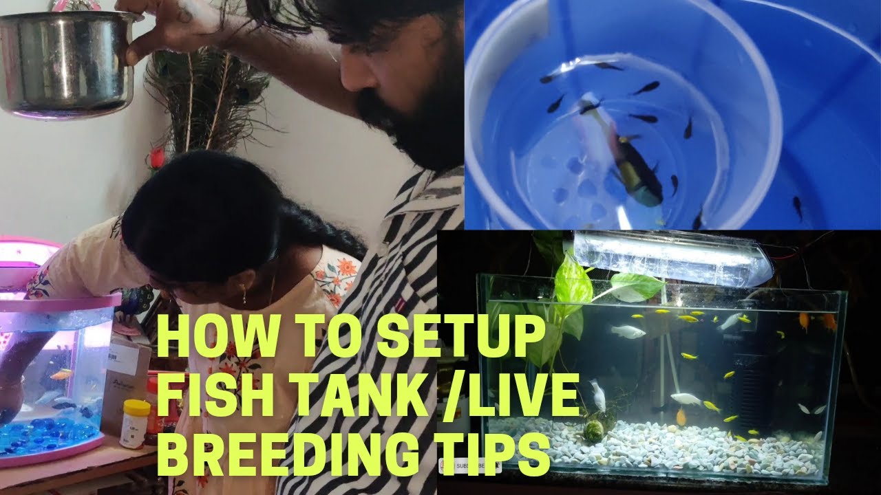 How to setup fish tank Tips for breeding fishmolly fish breeding live