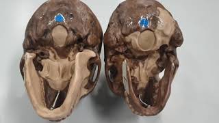 Hominin skulls - human evolution 2