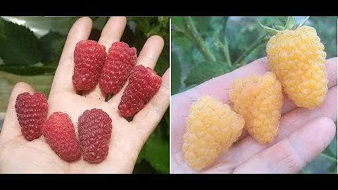Малина весна 23 г. Самые сладкие сорта.