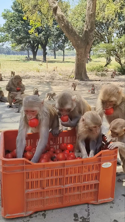 Download lagu Aha tamatar Bade mazedaar 🍅🐒 trending song #bandar #monkeyvideo #animals #monkey 02031