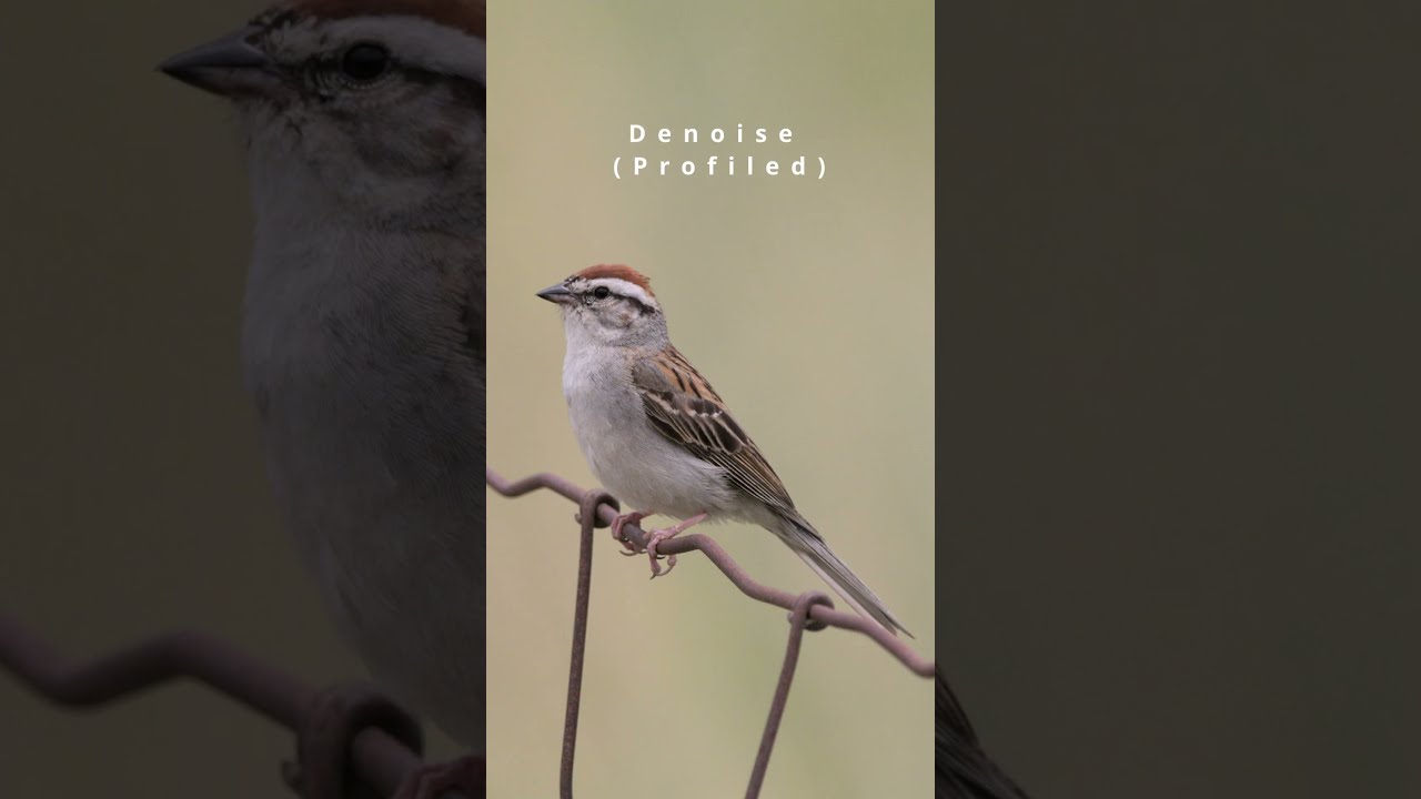 Darktable Magic: Sparrow Edit Speedrun