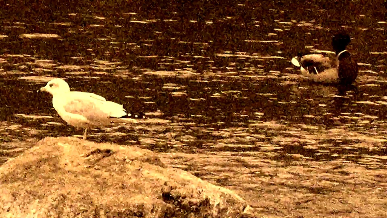 By the Canal - A Short Film by Keya Shirali