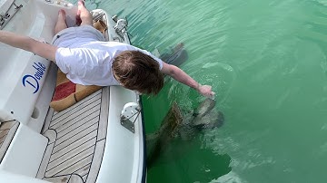 Barnacles on outdrive