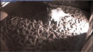 Cheyenne Mountain Zoo Giraffe 'Birth Cam' 2019