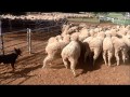 Shearing Merino Sheep at Roseville Park