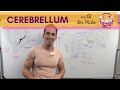 The Cerebellum