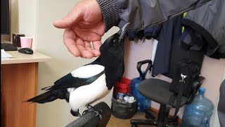 How to get your butt kicked by a magpie. Misha the magpie is furious