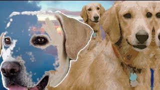 Watch Snckpck Dog Heaven video