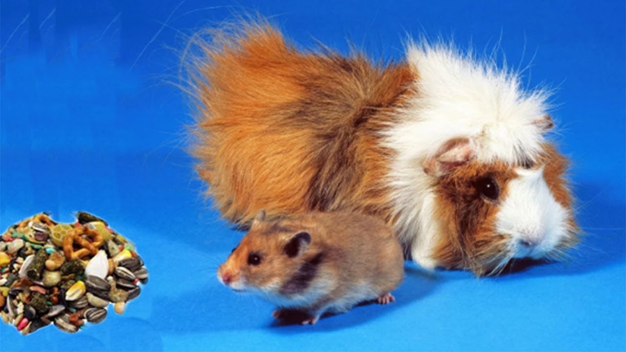 морская свинка и хомяк. морская свинка и сирийский хомяк. отличие морских свинок. как различить пол морской свинки. отличие морских свинок.