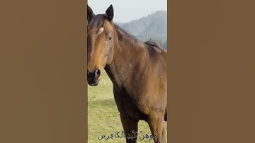 سورة الأنفال و..كا،،نك تسمعها لأ،،و..ل مر.ة 💚؛💟..🌷🏵️💜،،💝🌹بصوت الشيخ حمزة مد،بو.ح 🌼،،💜💖..🏵️🌼؛،💗💐