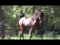 مروان الشقب الحصان العربي Marwan Al Shaqab 