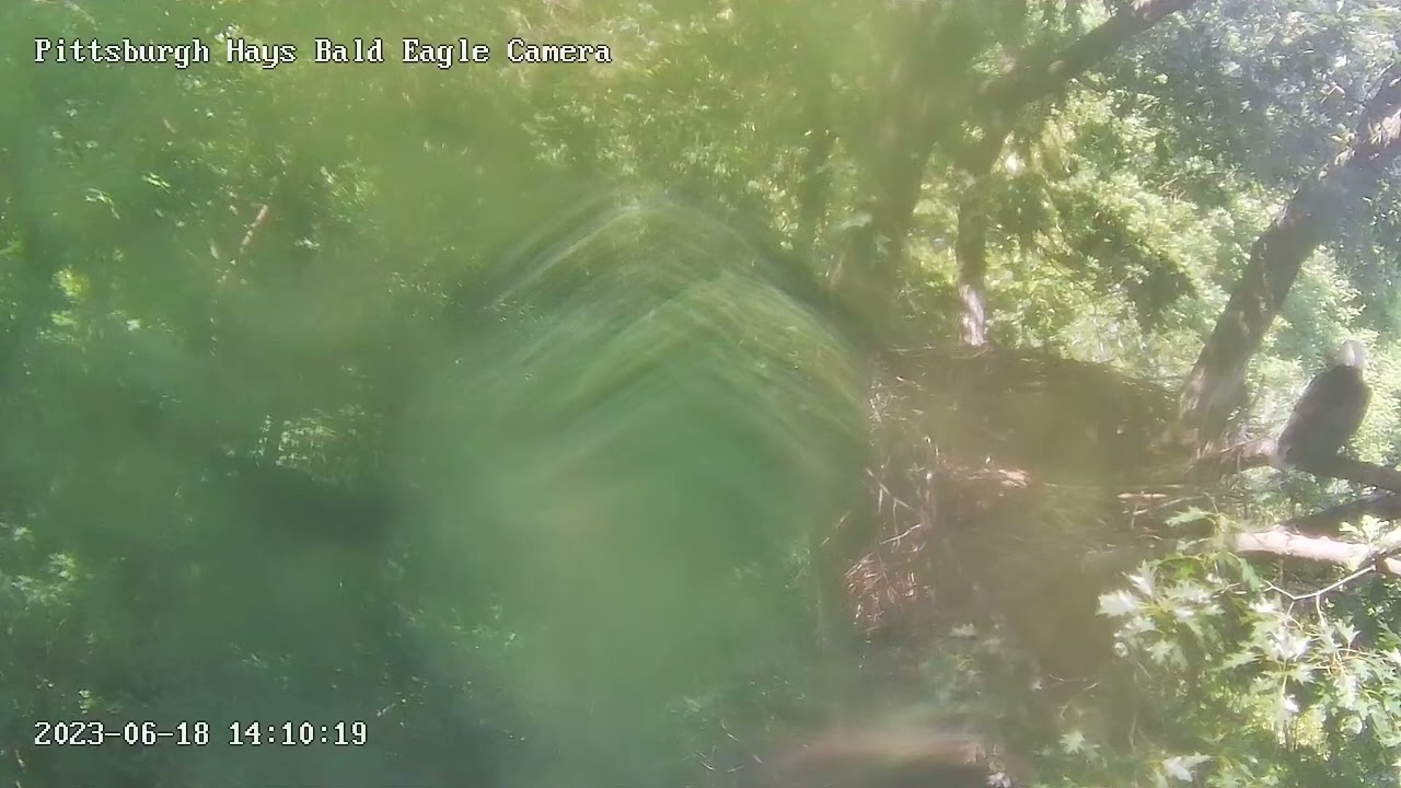 Hays Eagle Cam Parent with Food H in Hot Pursuit Claims food 6.18.23 