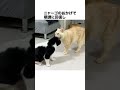 元野良ボス猫ニャーゴ伝説⑥