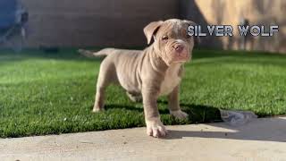 XL American Bully For Sale 7 Week Puppies