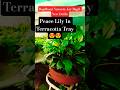 Sajde || Peace Lily Plant || #song #shorts