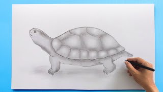 how to draw a turtle turtle tortoise drawing