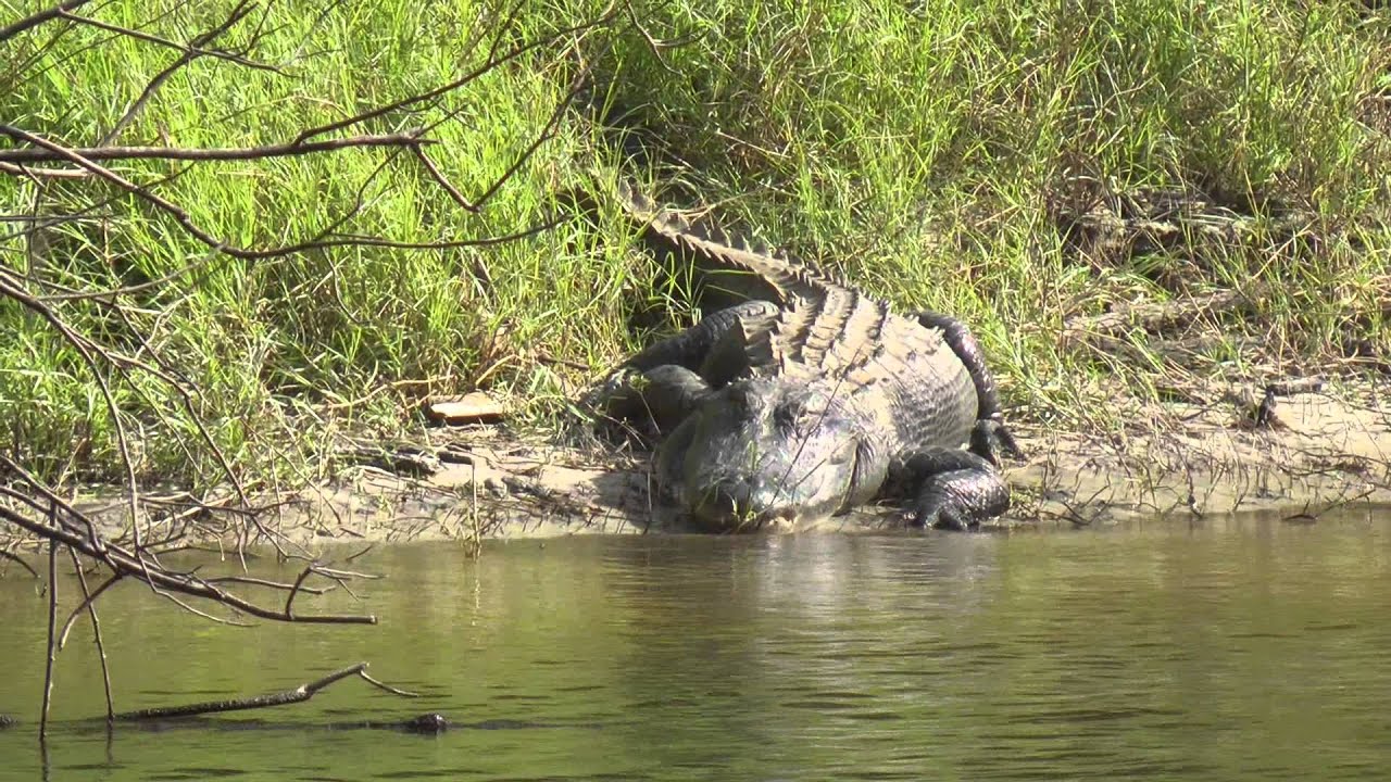 Peace River Airboat Tour Arcadia Florida YouTube