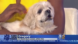 Furry Friend Finder