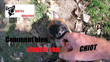 Comment acheter un Malinois ?