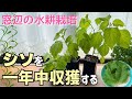 無限に収穫!LEDがなくてもお部屋で1年中育つ【シソ(大葉)水耕栽培】種まき~収穫・ループ栽培の方法✨