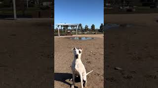 funny dogs compilation 😂🤣 #296 by Doggy Lands No views 11 months ago 1 minute, 50 seconds