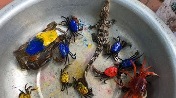 Thảo Cady đi soi đêm bắt các con vật, con cá vàng, con cá trê, con cua, con ếch- Part690.