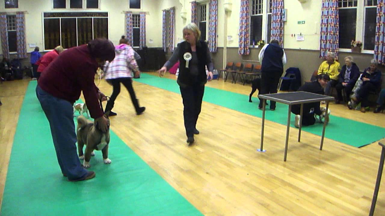 Puffin winning the  Best Baby Puppy Award