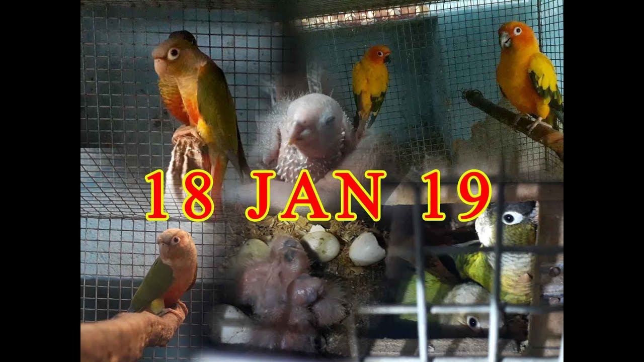 ALL YSC CONOUR PROGRESS (KOLKATA LOVEBIRDS)