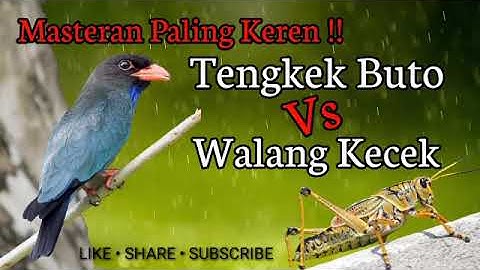 Masteran Tengkek Buto Vs Walang Kecek Speed Rapat