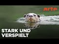 Indiens Otter – Das Leben am Fluss 🦦
