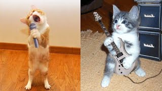 New Funny Videos 2022  Cutest Cats and Dogs Funny Cats And Dogs Try Not To Laugh Impossible