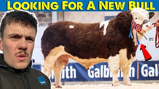 Bull Sales Time | Which Colour Do We Buy?