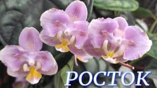 №770/ БОЛЬШАЯ поставка КРАСИВЫХ  орхидей в с/ц РОСТОК