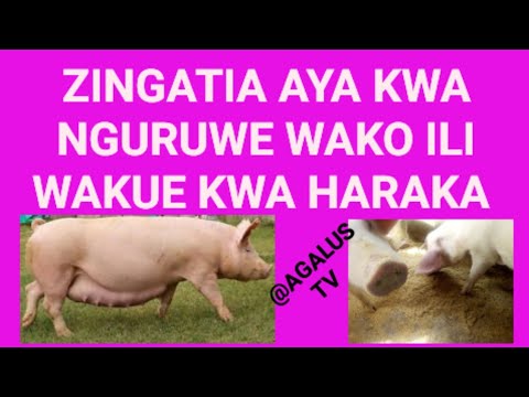 Video: Jinsi ya kulisha nguruwe wa show?